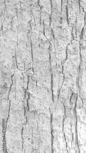 Pattern of dried light grey bark wood.Cracked wood texture big tree surface.Template for design.Abstract nature background.Beautiful pattern.Space for work.Banner.Wallpaper.Selective focus.Vertical.