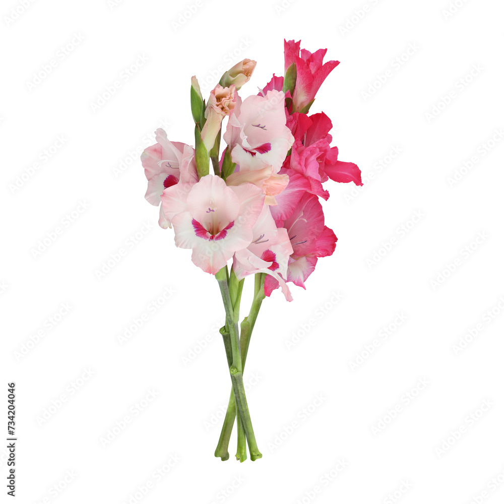 Pink gladiolus flower stem isolated on transparent background