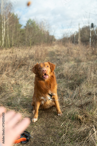 Ginger dog  on a walk to the park. Nova Scotia Duck Tolling Retriever catching a treat