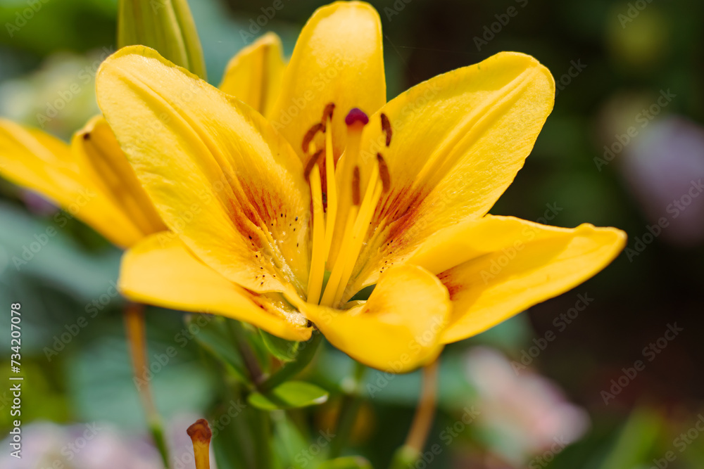 A beautiful yellow lily in a close-up. A beautiful yellow lily in a close-up.