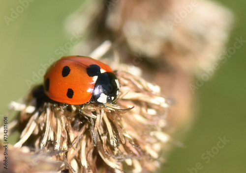 ladybird on a blade of grass
