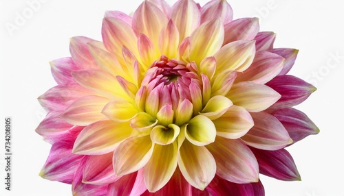 pink and yellow dahlia flower isolated on a white background