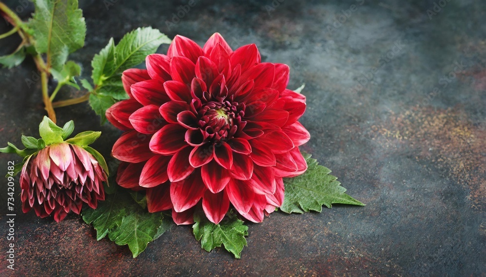 floral card with copy space red dahlia on dark textured grange background bouquet of garden flowers - obrazy, fototapety, plakaty 