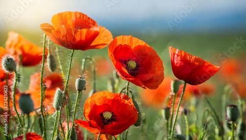 blooming red steppe poppies in the wild