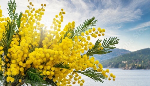 bouquet of fresh spring yellow flower mimosa isolated on white background as a gift for mom s day or valentine s day floral symbol of spring heat and sun png dof shallow depth of field photo