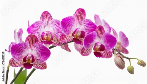 pink dendrobium orchid isolated on white background