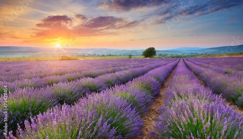 meadow of lavender at sunrise © Claudio
