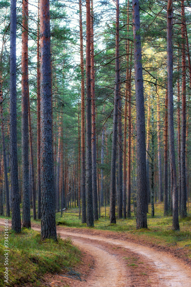 Pine forest in autumn.