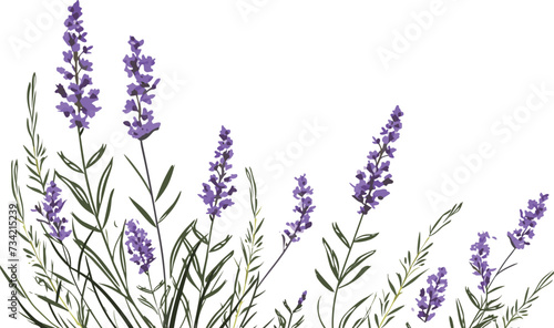 lavandula flower herb isolated illustration vector bouquet bunch leaf nature purple