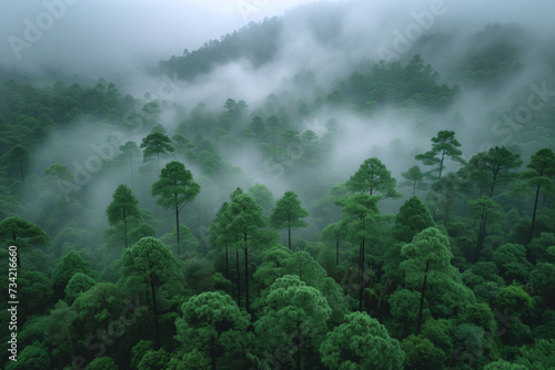 Dense forest shrouded in fog nature wallpaper background © Spicy World