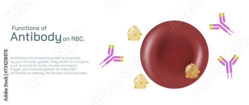 Antibodies are produced by the immune system in response to antigens vector illustration. Complementary binding sites on the Ab and on the Ag molecules. The differences between antigen and antibody.