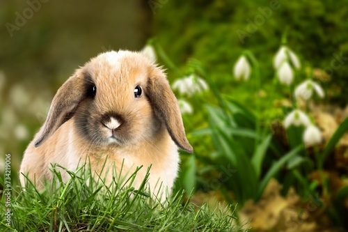 Little rabbit or bunny sitting in green grass.