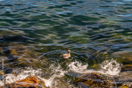 Gaviota en Islas C  es  Galicia.