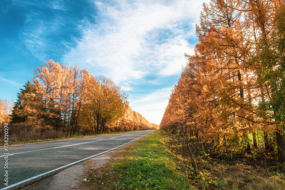 Naklejka premium An empty road with larch trees yellowed