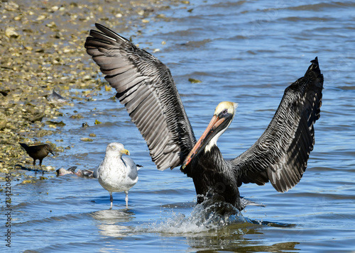 Brown Pelican at Fort Anahuac, Texas © st_matty