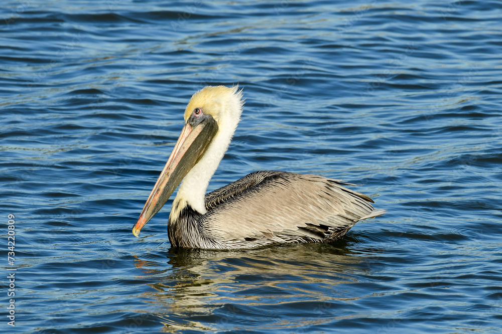 Brown Pelican at Fort Anahuac, Texas Brown Pelican at Fort Anahuac, Texas