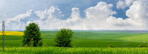 Spring or summer landscape with a green field, trees in the field and a picturesque cloudy sky © Volodymyr