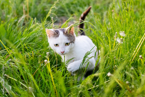 Small white spotted kitten with raised paw in garden in green grass