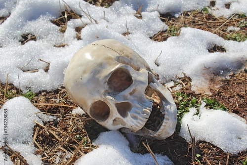 Human Skull in the Snow