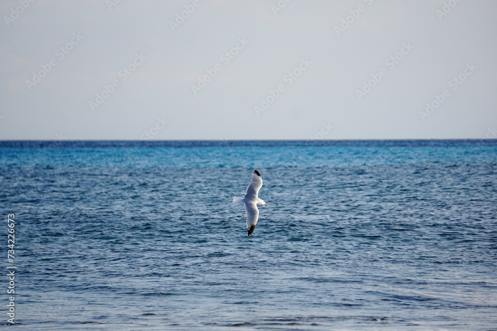 A mediterranean seagull flying over the ocean in Menorca