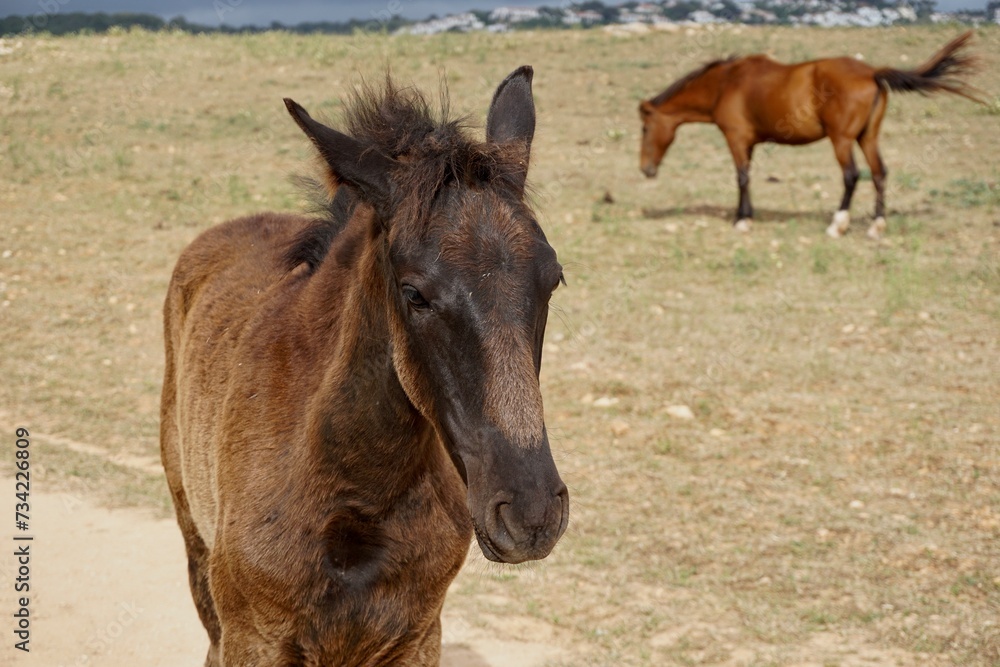Fototapeta premium A foal and a horse grazing on a field in Menorca