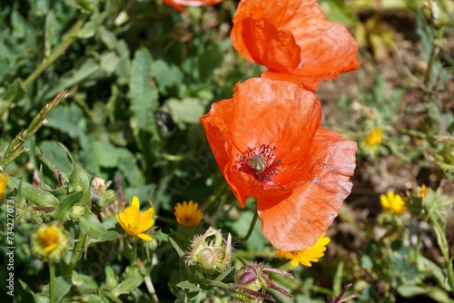 Close up of a red poppy flower in Menorca