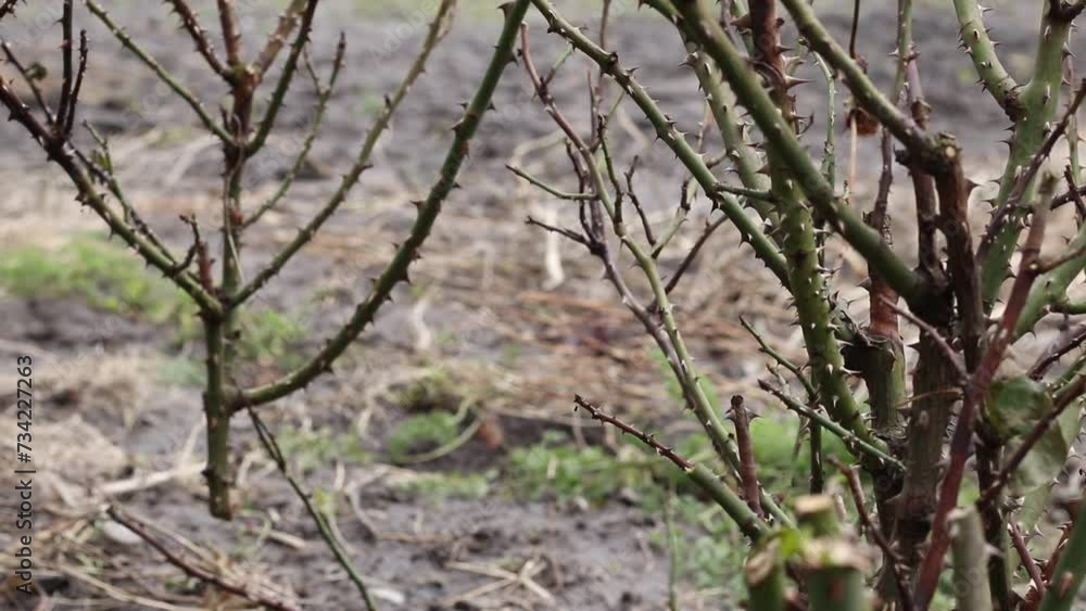 Prick rose thorn. Pain concept. Gardening shears. Woman gardening Prick rose thorn. Pain concept. Gardening shears. Woman gardening