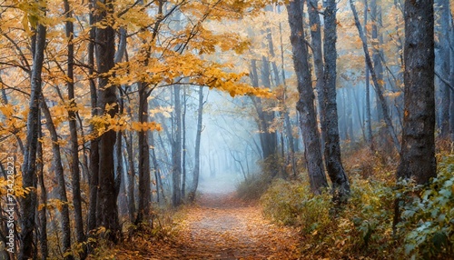 beautiful foggy autumn mysterious forest with pathway forward footpath among high trees with yellow leaves