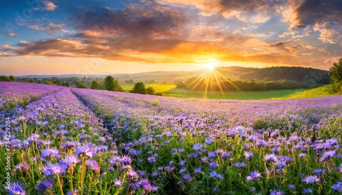 beautiful panorama rural landscape with sunrise and blossoming meadow purple flowers flowering on spring field phacelia
