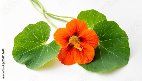 beautiful studio shot of orange colored nasturtium flower bud and green leaf isolated on white background closeup top view copy space