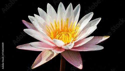 water lily or lotus flower png isolated on transparent background