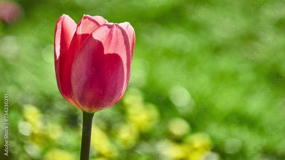 Tulips (Tulipa) form genus of spring-blooming perennial herbaceous bulbiferous geophytes (having bulbs as storage organs). Tulip is a member of Liliaceae (lily) family. Tulips (Tulipa) form genus of spring-blooming perennial herbaceous bulbiferous geophytes (having bulbs as storage organs). Tulip is a member of Liliaceae (lily) family.