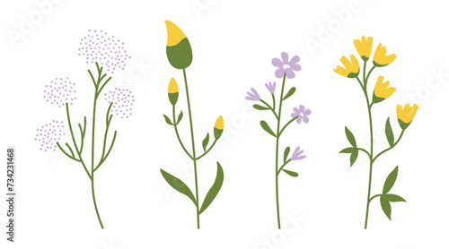 Wildflowers. Spring flowers. Summer set of blossoming plants. Wild blossoming herbs. Hand drawn botanical minimalistic illustration. Flat vector isolated on white background.