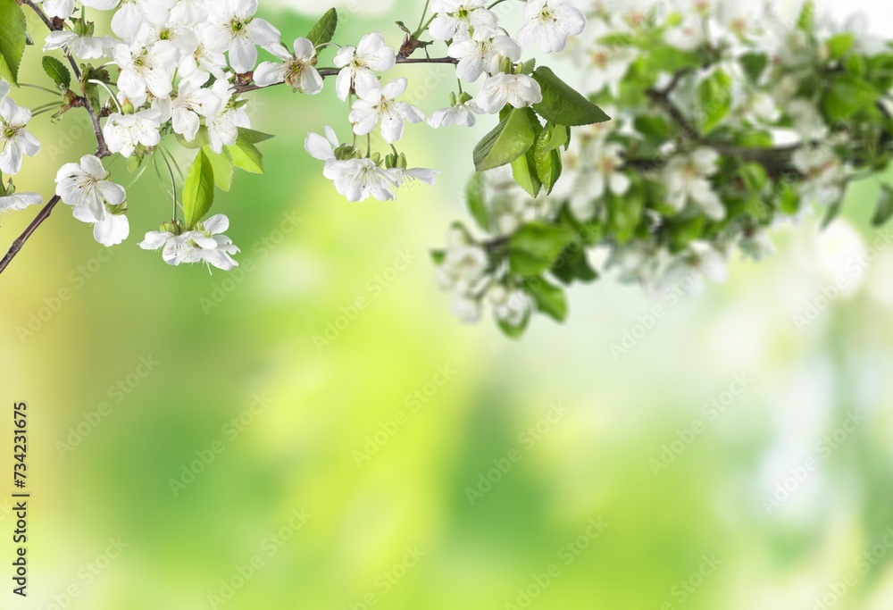 Blooming fresh tree flowers in the spring garden.