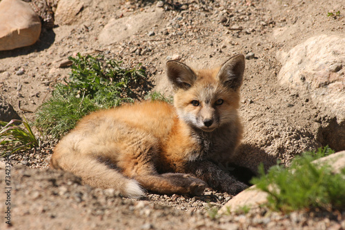 Fox pup © Ken