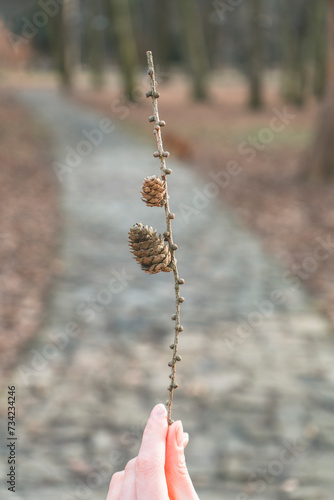 two cones on a branch