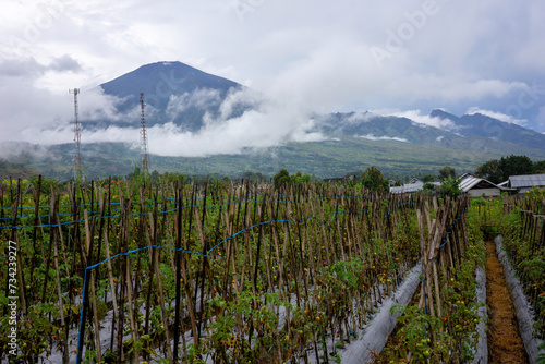 Rustic Tomato Farm with Majestic Volcano Shrouded in Mist
