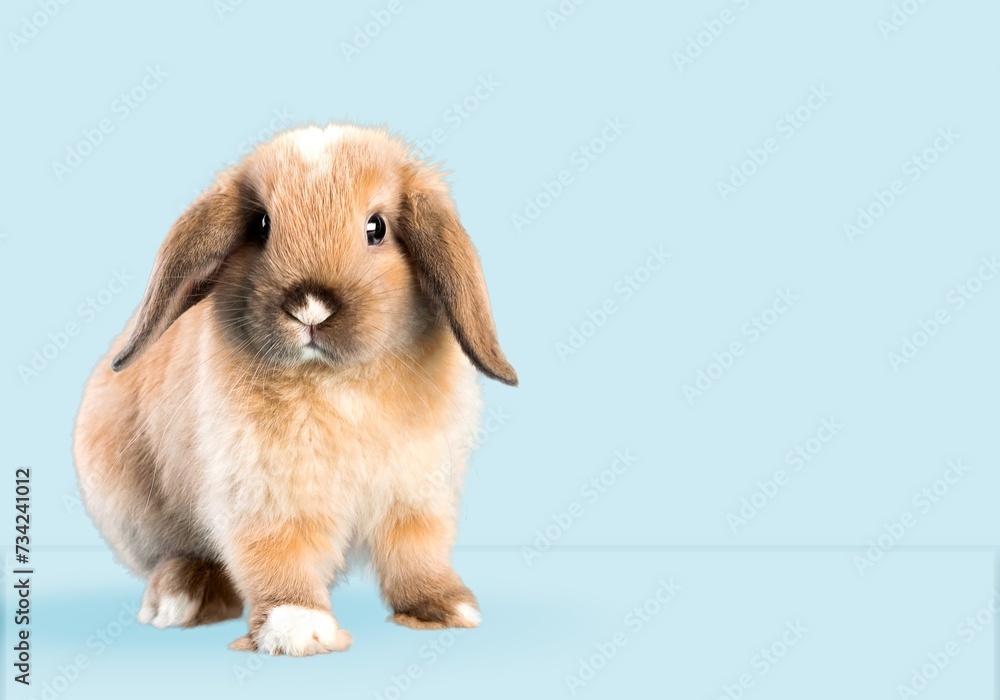 cute young bunny or rabbit on pastel background. cute young bunny or rabbit on pastel background.