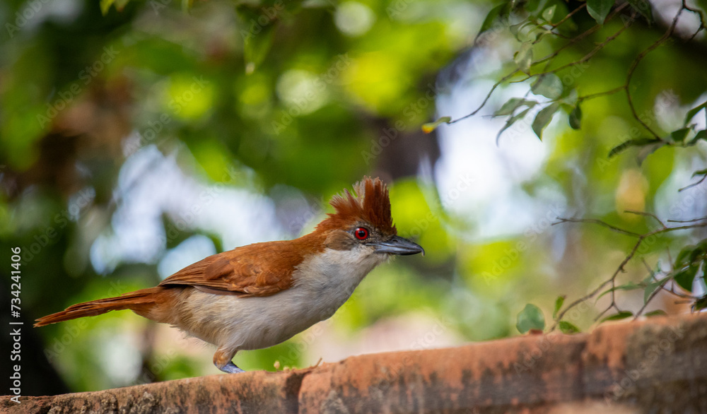 Choró-boi - Great Antshrike (Taraba major)
Choró-boi - Great Antshrike (Taraba major)