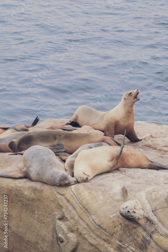 Sea Lion Sunbathing On Rocks