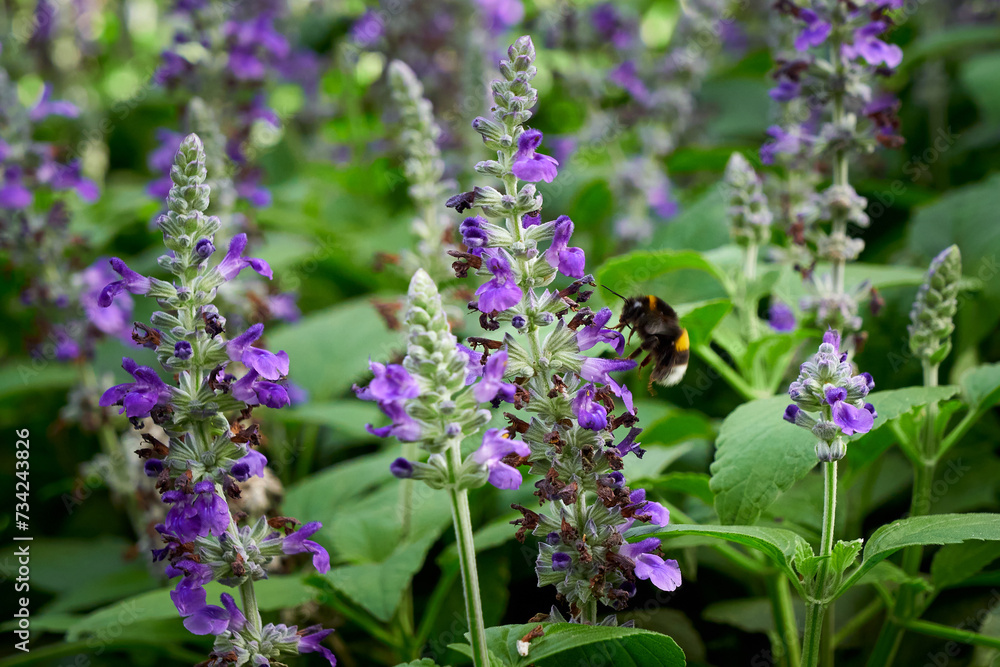 Naklejka premium Bumblebee collecting nectar from Salvia flower ( Salvia officinalis )