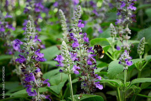 Bumblebee collecting nectar from Salvia flower   Salvia officinalis  