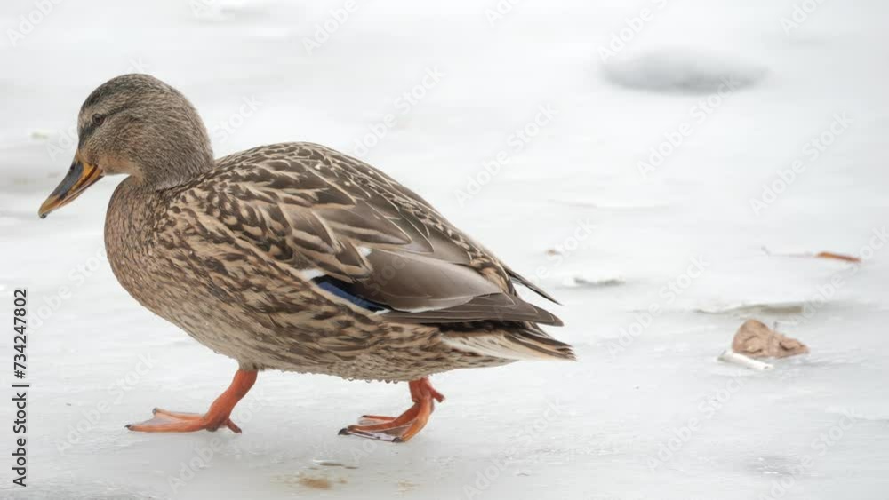 Duck on a frozen lake. Wild duck in nature in winter Duck on a frozen lake. Wild duck in nature in winter