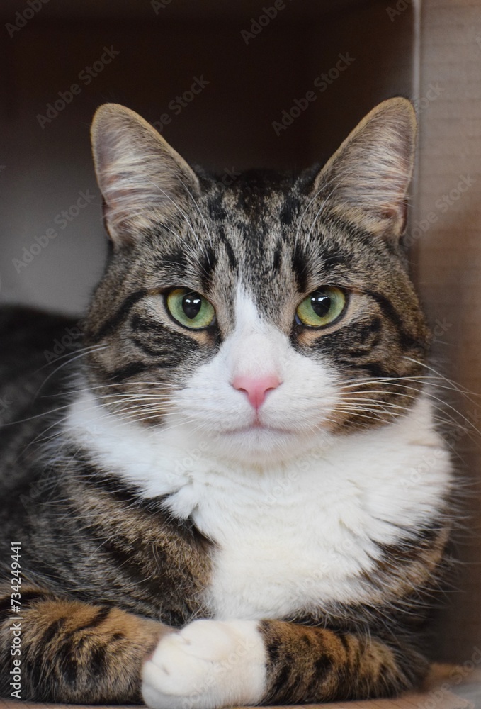 A young tabby and white domestic short hair mixed breed tabby and white make pet cat A young tabby and white domestic short hair mixed breed tabby and white make pet cat