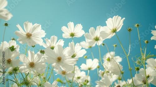  a bunch of white flowers with a blue sky in the backgrounnd of the flowers is a bunch of white flowers with green stems in the foreground and a blue sky in the background. © Olga