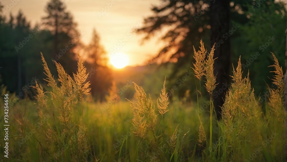 Wild grass in the forest at sunset