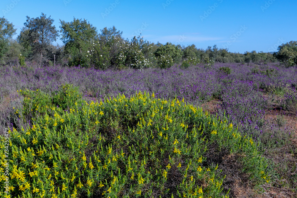 Obraz premium Typische Wegstrecke und Landschaft auf dem Camino Via de la Plata in der Extremadura, hier auf der Etappe von Aljucén nach Alcuescar. Lavendel und Ginster am Wegesrand
