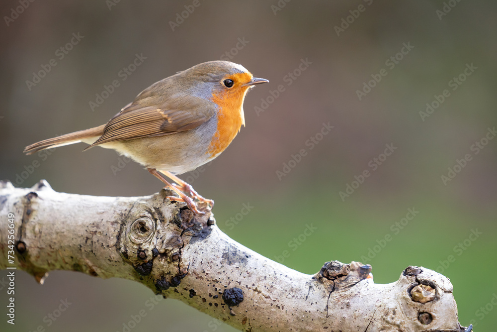 Fototapeta premium Robin bird (erithacus rubecula) in Winter. Perched on a garden branch with a natural green and brown foliage background - Yorkshire, UK in February