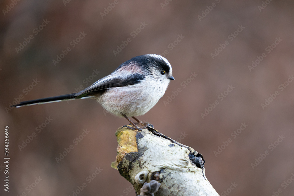 Naklejka premium Long Tailed Tit (Aegithalos caudatus) perched on a branch in a British back garden - Yorkshire, UK in Winter