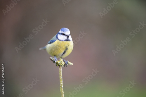 Fluffy Blue Tit (Cyanistes caeruleus) posed on a branch in a British back garden in Winter. Yorkshire, UK